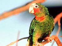 Cayman--Brac-Parrot.jpg